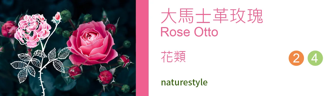 單方精油 花類 | 大馬士革玫瑰 |Rose Otto|