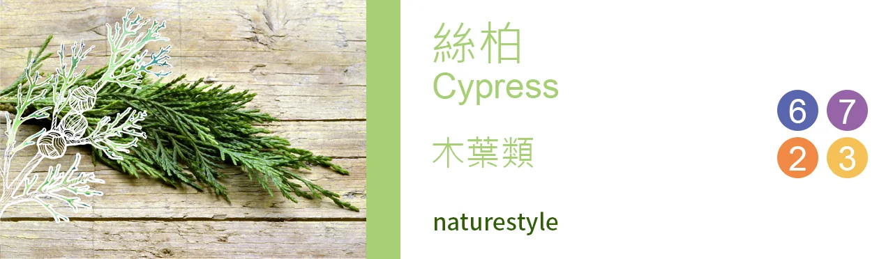 單方精油 木葉類 | 絲柏 |Cypress|