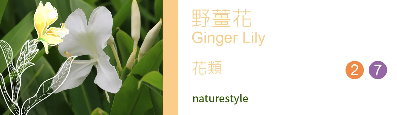 單方精油 花類 | 野薑花 |Ginger Lily|