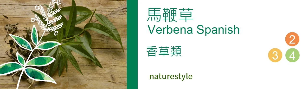 單方精油 香草類 | 馬鞭草 |Verbena Spanish|