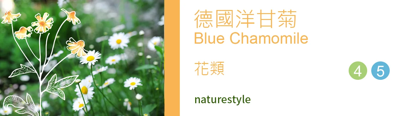 單方精油 花類 | 德國洋甘菊 |Blue Chamomile|