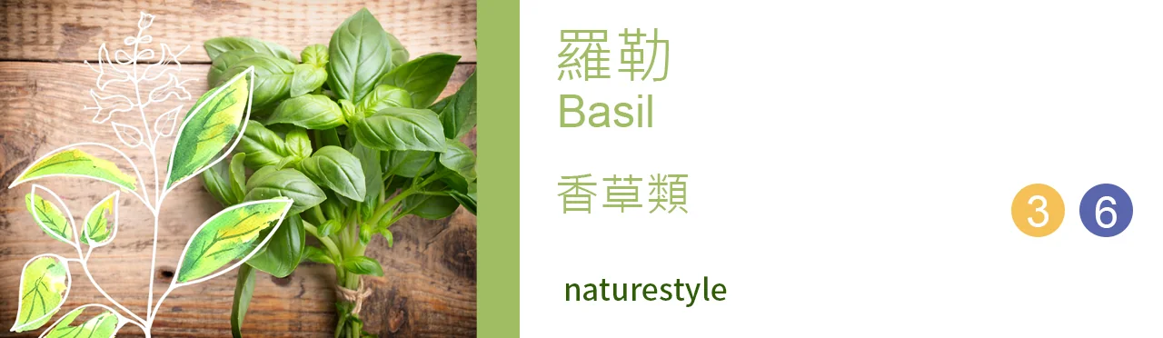 單方精油 香草類 | 羅勒 |Basil|