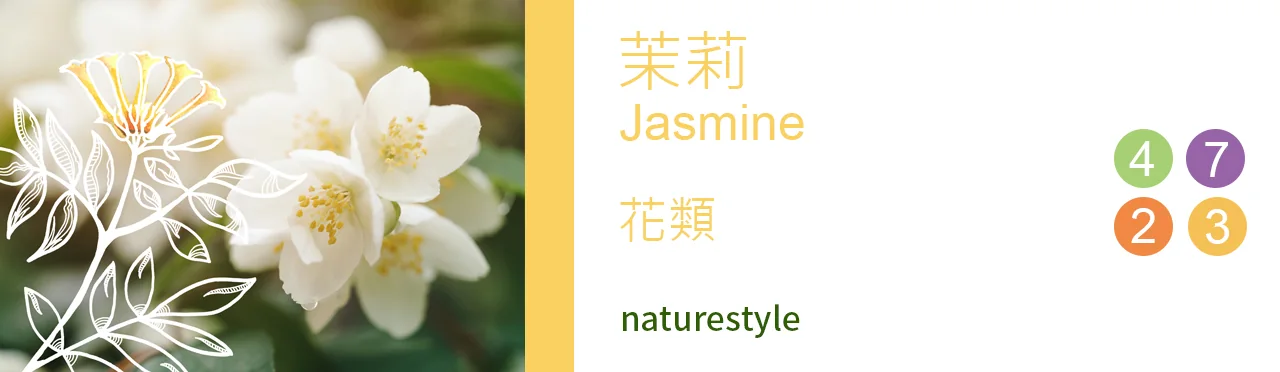 單方精油 花類 | 茉莉 |Jasmine|