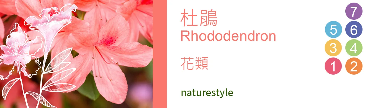 單方精油 花類 | 杜鵑 |Rhododendron|