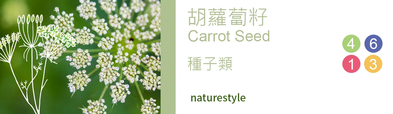單方精油 種子類 | 胡蘿蔔籽 |Carrot Seed|