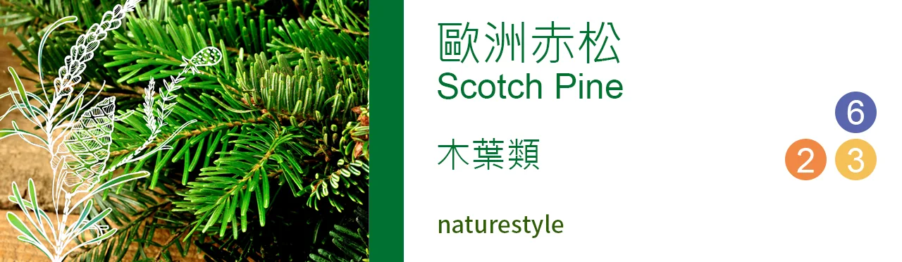 單方精油 木葉類 |歐洲赤松 |Scotch Pine|