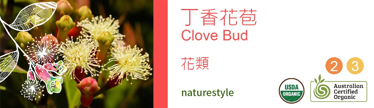 單方精油 花類 | 丁香 花苞 |Clove Bud|