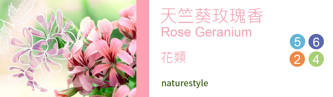 單方精油 花類 | 天竺葵玫瑰香 |Rose Geranium|