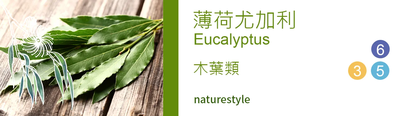 單方精油 木葉類 | 薄荷尤加利 |Eucalyptus|