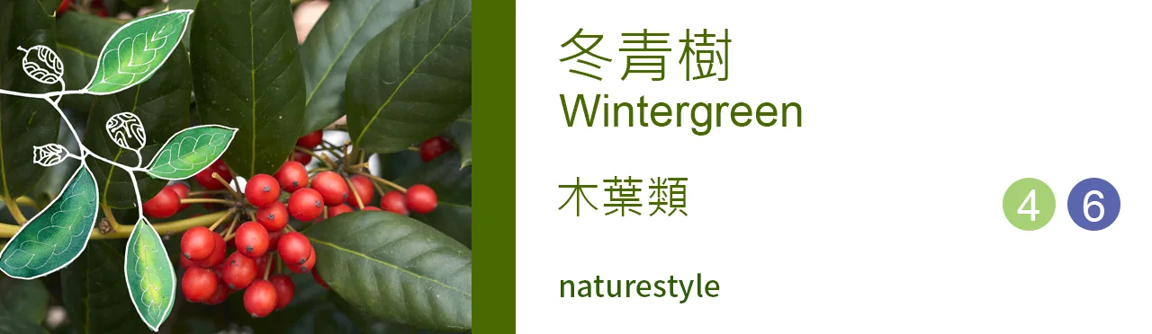 單方精油 木葉類 |冬青樹 |Wintergreen|