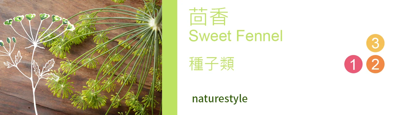 單方精油 種子類 | 茴香 |Sweet Fennel|