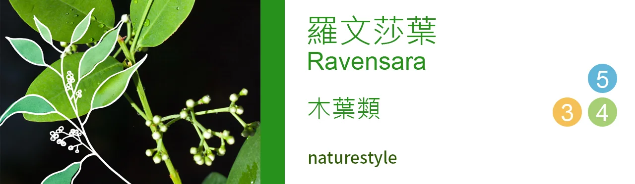 單方精油 木葉類 | 羅文莎葉 |Ravensara|